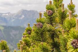 Attēlu rezultāti vaicājumam “Pinus mugo fruit”