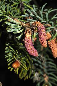 Attēlu rezultāti vaicājumam “Picea abies male flower”
