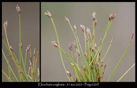 Attēlu rezultāti vaicājumam “Eleocharis uniglumis leaf”