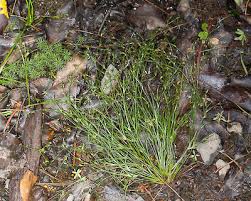 Attēlu rezultāti vaicājumam “Juncus bufonius bud”