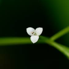 Attēlu rezultāti vaicājumam “Galium trifidum”