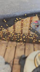 Attēlu rezultāti vaicājumam “Araneus diadematus eggs”