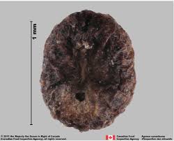 Attēlu rezultāti vaicājumam “Galium schultesii fruit”