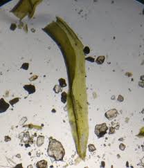 Attēlu rezultāti vaicājumam “Dichodontium pellucidum macro”