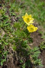 Image result for Alpenmohn