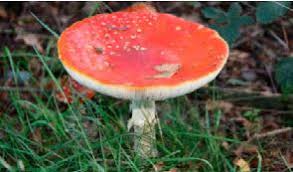 Image result for vliegenzwam