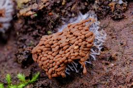 Attēlu rezultāti vaicājumam “Heterotrichia obvelata (syn. Arcyria obvelata) stalked”