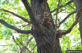Attēlu rezultāti vaicājumam “Phellinus robustus”