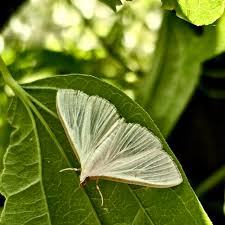 Attēlu rezultāti vaicājumam “Cribraria costata macro”