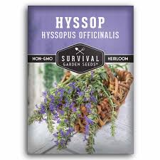 Image result for Hyssopus officinalis