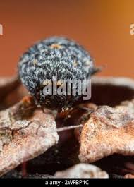 Attēlu rezultāti vaicājumam “Dermestes murinus”