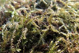 Attēlu rezultāti vaicājumam “Eurhynchium hians”