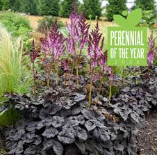 Attēlu rezultāti vaicājumam “Festuca altissima flower”