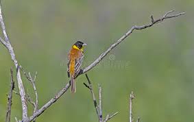 Image result for Emberiza melanocephala