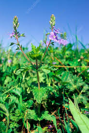 Image result for Veronica chamaedrys