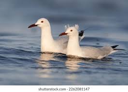 Image result for Chroicocephalus genei