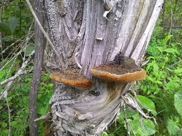 Attēlu rezultāti vaicājumam “Phellinus alni”