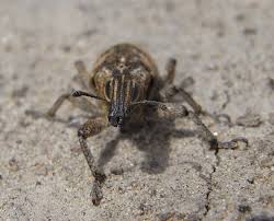 Attēlu rezultāti vaicājumam “Cleonis pigra”