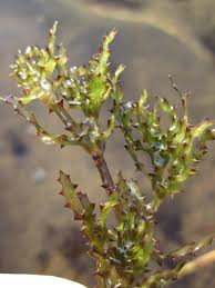 Attēlu rezultāti vaicājumam “Najas marina”