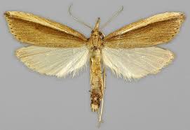 Attēlu rezultāti vaicājumam “Donacaula mucronella”