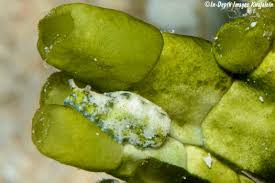 Attēlu rezultāti vaicājumam “Licea pusilla macro”