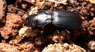 Attēlu rezultāti vaicājumam “Pterostichus sp.”