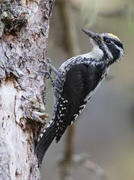 Attēlu rezultāti vaicājumam “Picoides tridactylus adult”