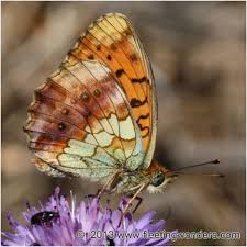 Attēlu rezultāti vaicājumam “Brenthis daphne underside”
