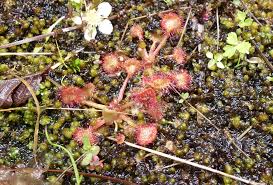 Attēlu rezultāti vaicājumam “Drosera rotundifolia fruit”