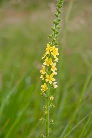 Image result for Agrimonia eupatoria