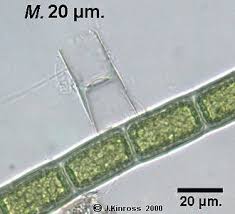 Attēlu rezultāti vaicājumam “Badhamia affinis var. microspora”