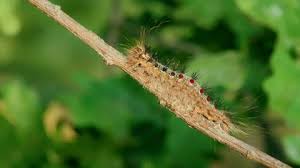 Attēlu rezultāti vaicājumam “Acronicta aceris larva”