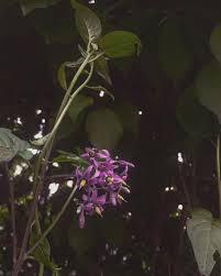 Attēlu rezultāti vaicājumam “Solanum dulcamara flower”