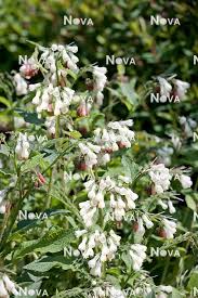 Attēlu rezultāti vaicājumam “Symphytum asperum”