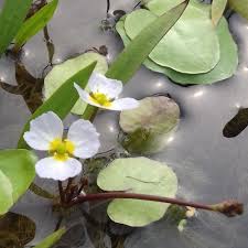 Attēlu rezultāti vaicājumam “Hydrocharis morsus-ranae leaf”