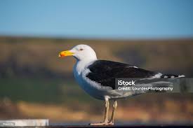 Attēlu rezultāti vaicājumam “Larus marinus”