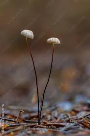 Attēlu rezultāti vaicājumam “Marasmius sp.”