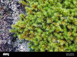 Attēlu rezultāti vaicājumam “Jungermannia sphaerocarpa sporophyte”