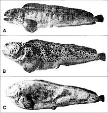 Image result for Anarhichas denticulatus