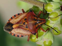 Attēlu rezultāti vaicājumam “Carpocoris sp.”