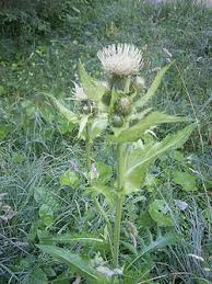 Attēlu rezultāti vaicājumam “Cirsium oleraceum leaf”