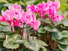 Image result for Cyclamen persicum