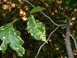 Attēlu rezultāti vaicājumam “Acalitus longisetosus”