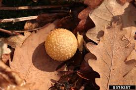 Attēlu rezultāti vaicājumam “Cynips quercusfolii”