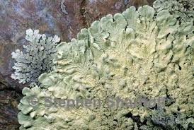 Attēlu rezultāti vaicājumam “Flavoparmelia caperata”