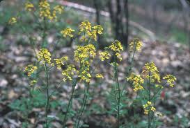 Attēlu rezultāti vaicājumam “Sinapis arvensis”