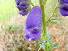 Attēlu rezultāti vaicājumam “Aconitum napellus bud”