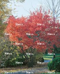 Attēlu rezultāti vaicājumam “Acer tataricum subsp. ginnala”