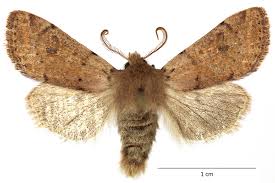 Attēlu rezultāti vaicājumam “Orthosia sp.”