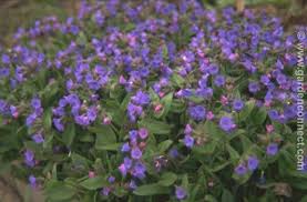 Attēlu rezultāti vaicājumam “Pulmonaria angustifolia flower”